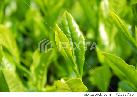 Tea plantation in the new tea season Tea plantation in the new tea season 72153759