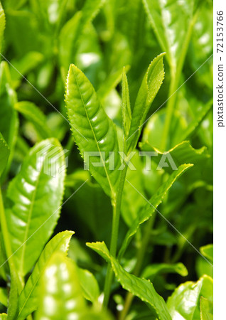 Tea plantation in the new tea season 72153766