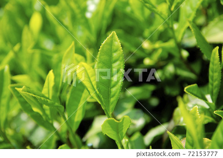 新茶季的茶園 新茶季的茶園 72153777