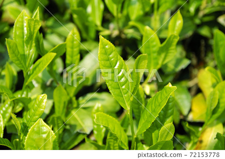 Tea plantation in the new tea season 72153778