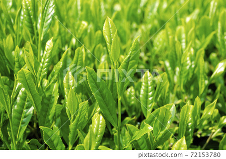 新茶季的茶園 72153780