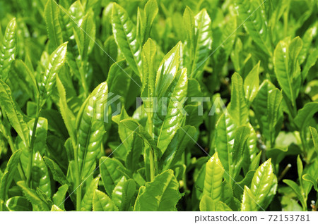 新茶季的茶園 72153781