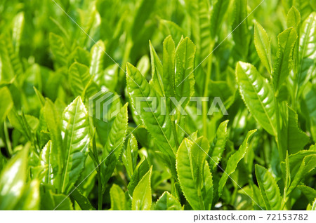 新茶季的茶園 72153782