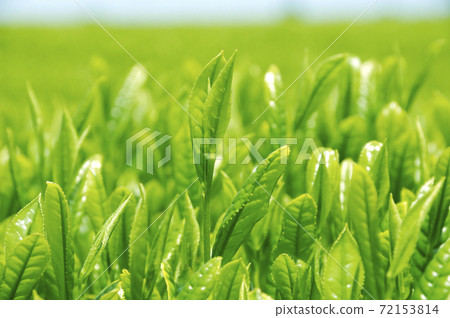 Tea plantation in the new tea season 72153814