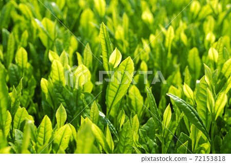 Tea plantation in the new tea season 72153818