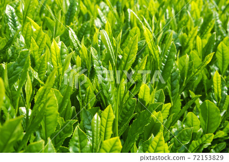 新茶季的茶園 72153829