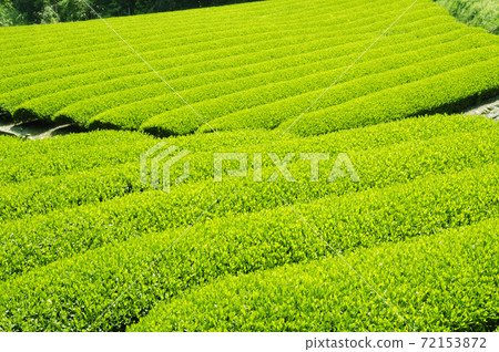 Tea plantation in the new tea season 72153872