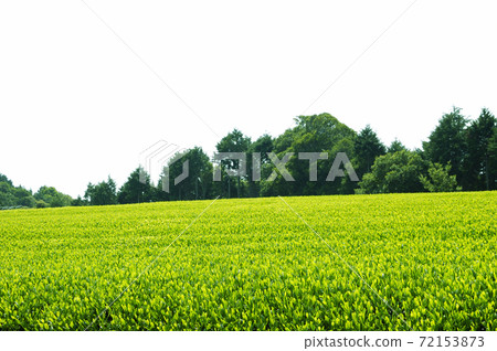 Tea plantation in the new tea season 72153873