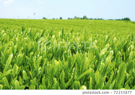 Tea plantation in the new tea season 72153877