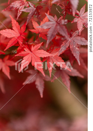 紅染前燈中的Momiji的特寫 72153972