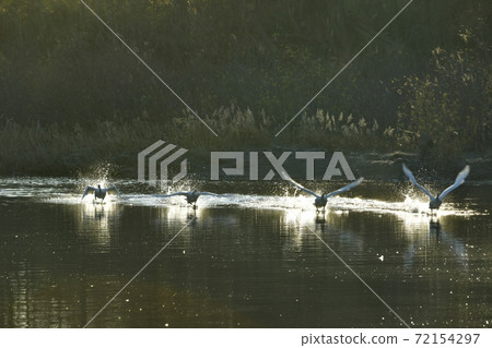 Oppe River Swan, Kawajima Town, Saitama Prefecture Swan flying from the landing site Oppe River Swan, Kawajima Town, Saitama Prefecture Swan flying from the landing site 72154297