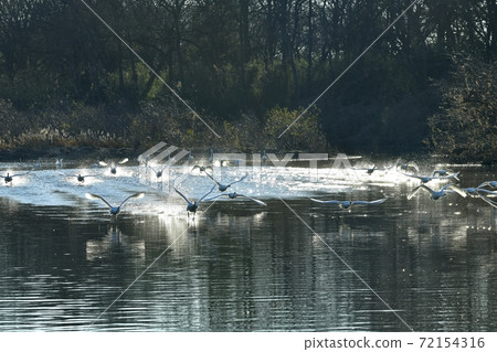 Oppe River Swan, Kawajima Town, Saitama Prefecture Swan flying from the landing site 72154316