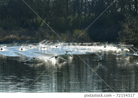 Oppe River Swan, Kawajima Town, Saitama Prefecture Swan flying from the landing site Oppe River Swan, Kawajima Town, Saitama Prefecture Swan flying from the landing site 72154317