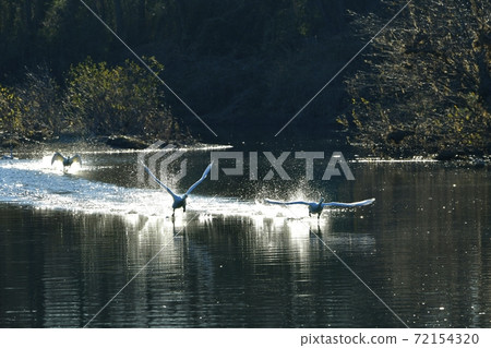 Oppe River Swan, Kawajima Town, Saitama Prefecture Swan flying from the landing site Oppe River Swan, Kawajima Town, Saitama Prefecture Swan flying from the landing site 72154320