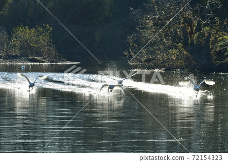 Oppe River Swan, Kawajima Town, Saitama Prefecture Swan flying from the landing site Oppe River Swan, Kawajima Town, Saitama Prefecture Swan flying from the landing site 72154323