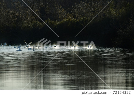 Oppe River Swan, Kawajima Town, Saitama Prefecture Swan flying from the landing site Oppe River Swan, Kawajima Town, Saitama Prefecture Swan flying from the landing site 72154332