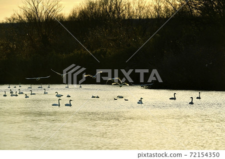 Oppe River Swan, Kawajima Town, Saitama Prefecture Swan flying from the landing site 72154350