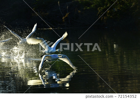 Oppe River Swan, Kawajima Town, Saitama Prefecture Swan flying from the landing site Oppe River Swan, Kawajima Town, Saitama Prefecture Swan flying from the landing site 72154352