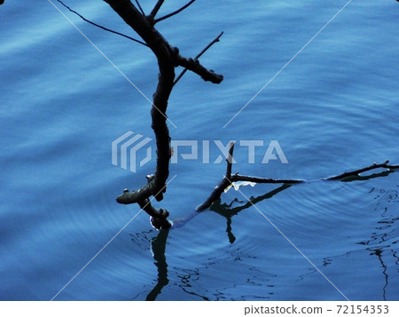 Bare branches and ice Bare branches and ice 72154353