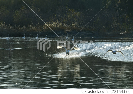 Oppe River Swan, Kawajima Town, Saitama Prefecture Swan flying from the landing site 72154354