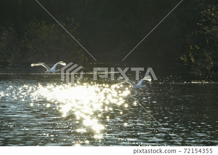 Oppe River Swan, Kawajima Town, Saitama Prefecture Swan flying from the landing site 72154355