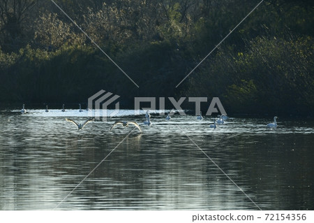 Oppe River Swan, Kawajima Town, Saitama Prefecture Swan flying from the landing site Oppe River Swan, Kawajima Town, Saitama Prefecture Swan flying from the landing site 72154356