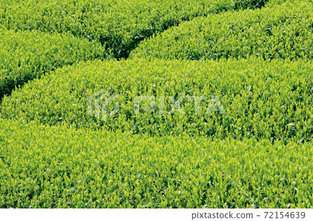 Tea plantation in the new tea season 72154639