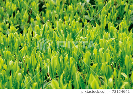Tea plantation in the new tea season 72154641