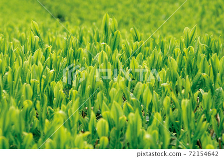 Tea plantation in the new tea season Tea plantation in the new tea season 72154642
