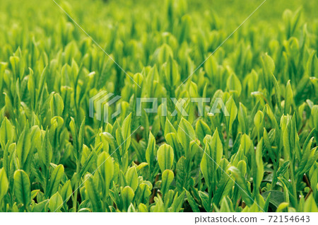 Tea plantation in the new tea season 72154643