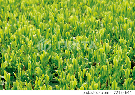 Tea plantation in the new tea season 72154644