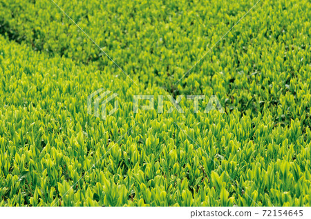 Tea plantation in the new tea season 72154645