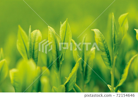 Tea plantation in the new tea season Tea plantation in the new tea season 72154646