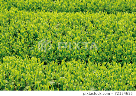 Tea plantation in the new tea season 72154655
