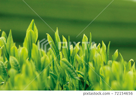 Tea plantation in the new tea season 72154656