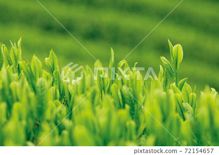 Tea plantation in the new tea season 72154657
