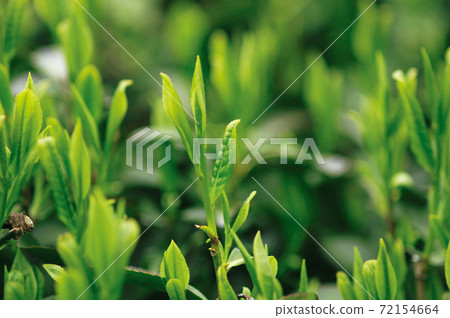 Tea plantation in the new tea season Tea plantation in the new tea season 72154664