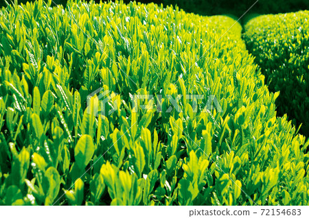 Tea plantation in the new tea season Tea plantation in the new tea season 72154683