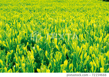 Tea plantation in the new tea season Tea plantation in the new tea season 72154688