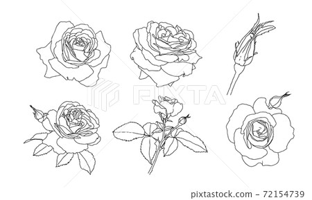Set of line drawings of roses flowers isolated on white background 72154739