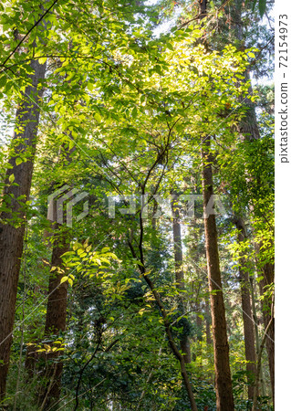 Autumn landscape in Japan 72154973