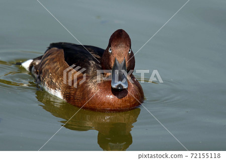 A rare ferruginous duck that I saw in Tsurumi Ryokuchi, Osaka A rare ferruginous duck that I saw in Tsurumi Ryokuchi, Osaka 72155118