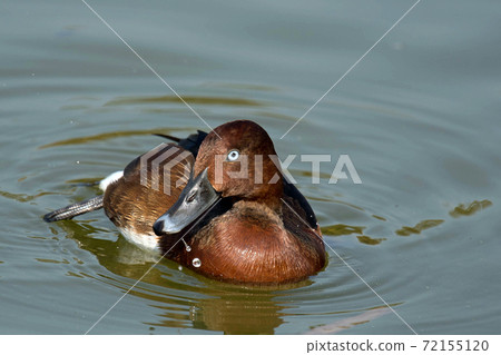 A rare ferruginous duck that I saw in Tsurumi Ryokuchi, Osaka A rare ferruginous duck that I saw in Tsurumi Ryokuchi, Osaka 72155120