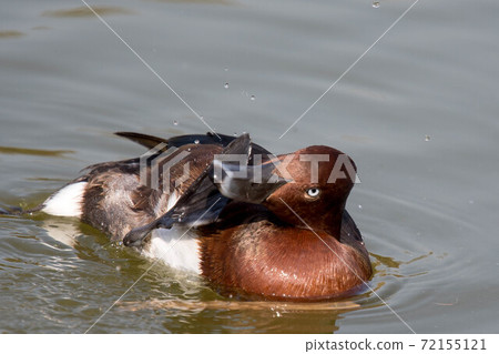 A rare ferruginous duck that I saw in Tsurumi Ryokuchi, Osaka A rare ferruginous duck that I saw in Tsurumi Ryokuchi, Osaka 72155121