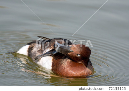 A rare ferruginous duck that I saw in Tsurumi Ryokuchi, Osaka A rare ferruginous duck that I saw in Tsurumi Ryokuchi, Osaka 72155123