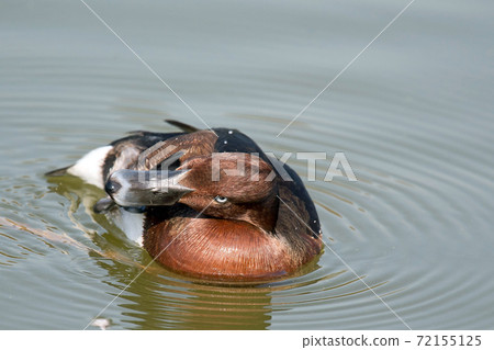 A rare ferruginous duck that I saw in Tsurumi Ryokuchi, Osaka A rare ferruginous duck that I saw in Tsurumi Ryokuchi, Osaka 72155125