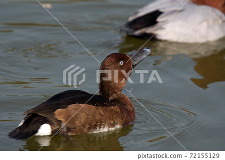 A rare ferruginous duck that I saw in Tsurumi Ryokuchi, Osaka 72155129