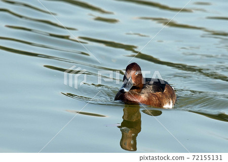A rare ferruginous duck that I saw in Tsurumi Ryokuchi, Osaka A rare ferruginous duck that I saw in Tsurumi Ryokuchi, Osaka 72155131