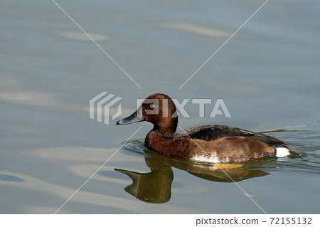 A rare ferruginous duck that I saw in Tsurumi Ryokuchi, Osaka A rare ferruginous duck that I saw in Tsurumi Ryokuchi, Osaka 72155132