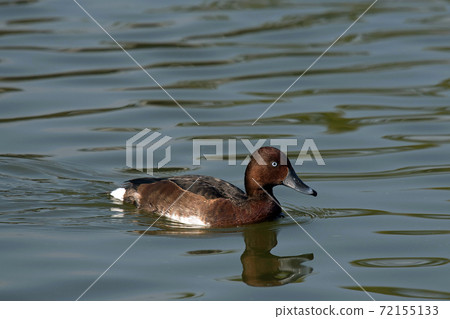 A rare ferruginous duck that I saw in Tsurumi Ryokuchi, Osaka A rare ferruginous duck that I saw in Tsurumi Ryokuchi, Osaka 72155133